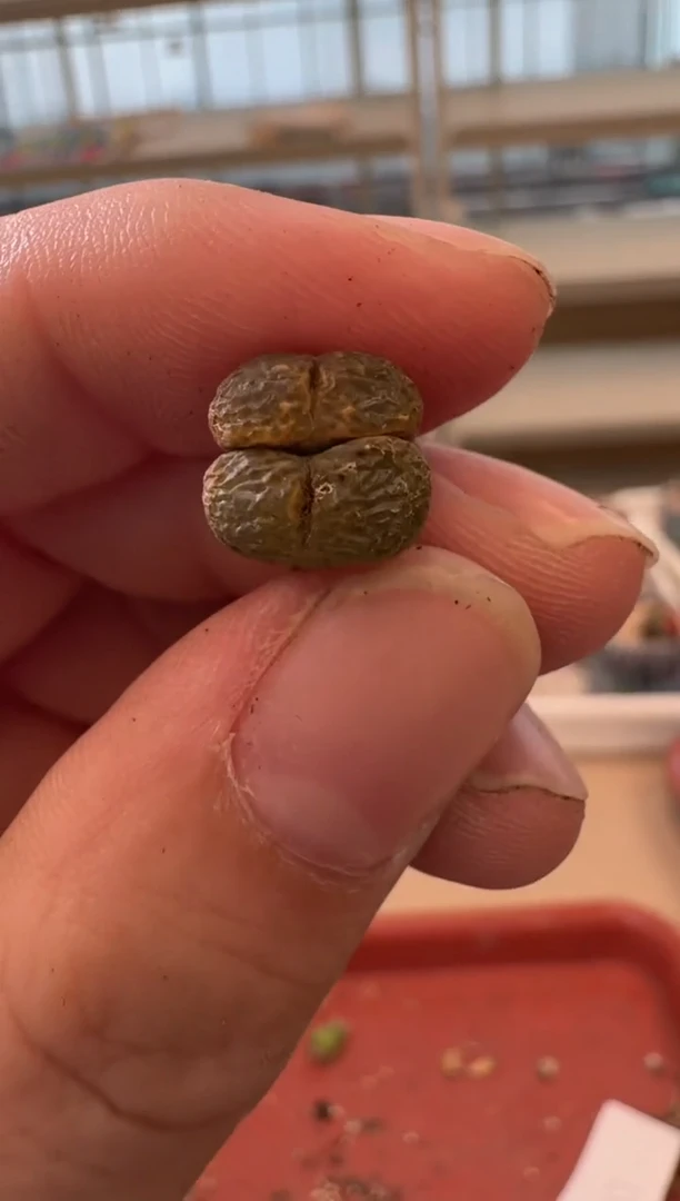 13-202多肉植物肉锥