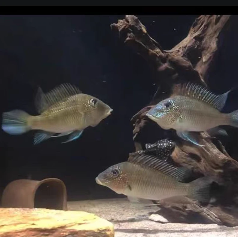 蓝颊马面关刀  小型热带南美精品灯科鱼淡水鱼 好养易活