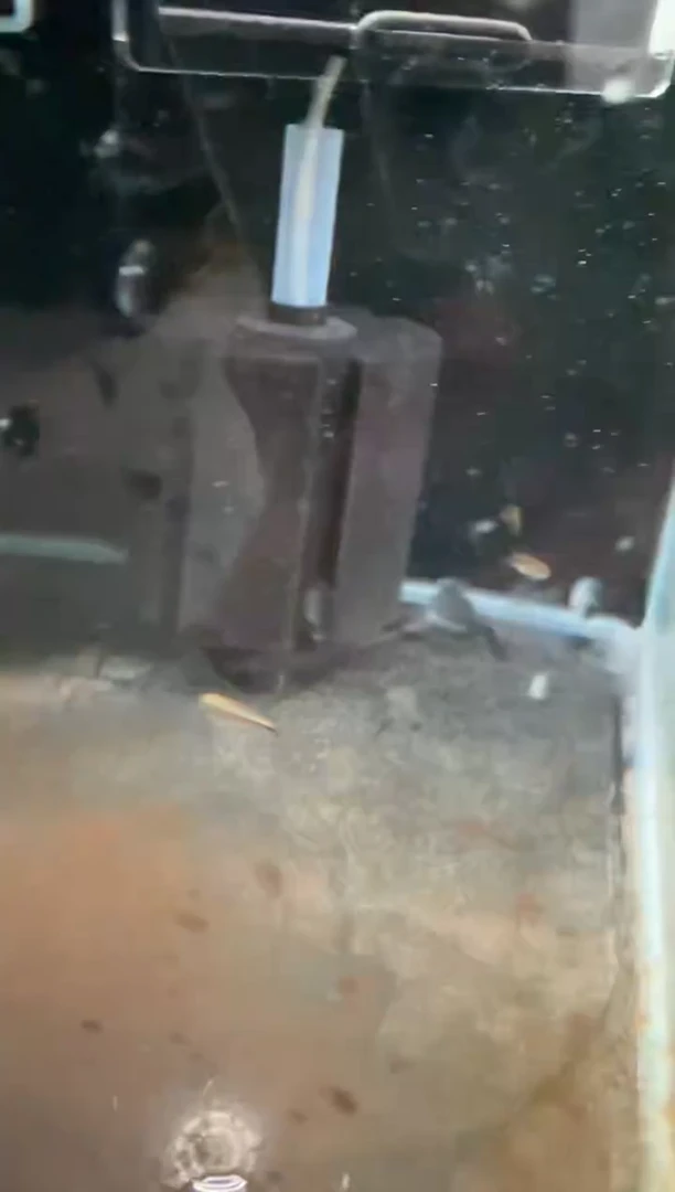 灯科鱼制**好碎金橙火蚁1条