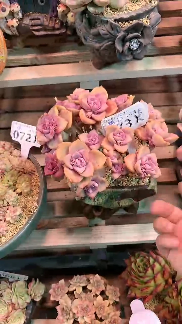 【闪购商品】073XXX