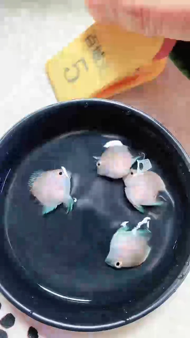 鹦鹉鱼6666666666666