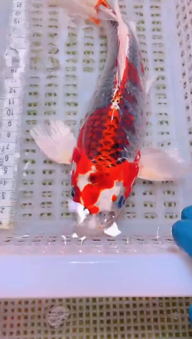 锦鲤冷水观赏鱼全场包邮143