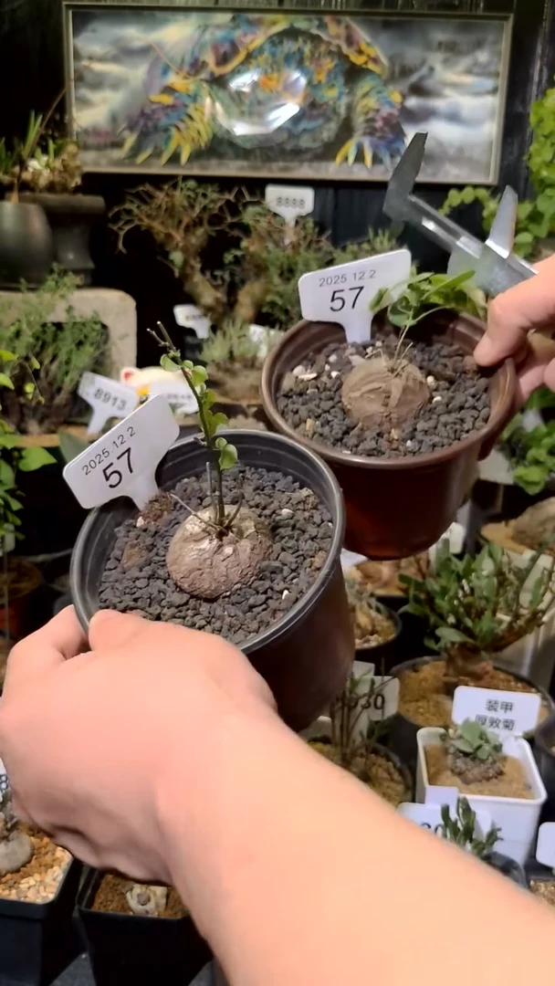 57号1202福利南非龟甲龙买一送一