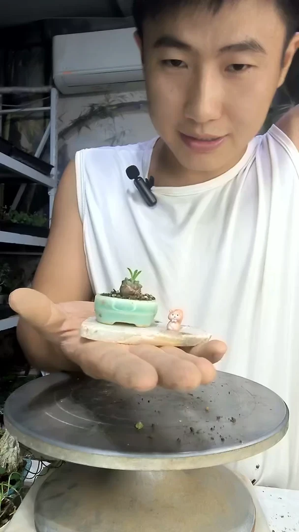 m**姐中青园艺一物一拍401