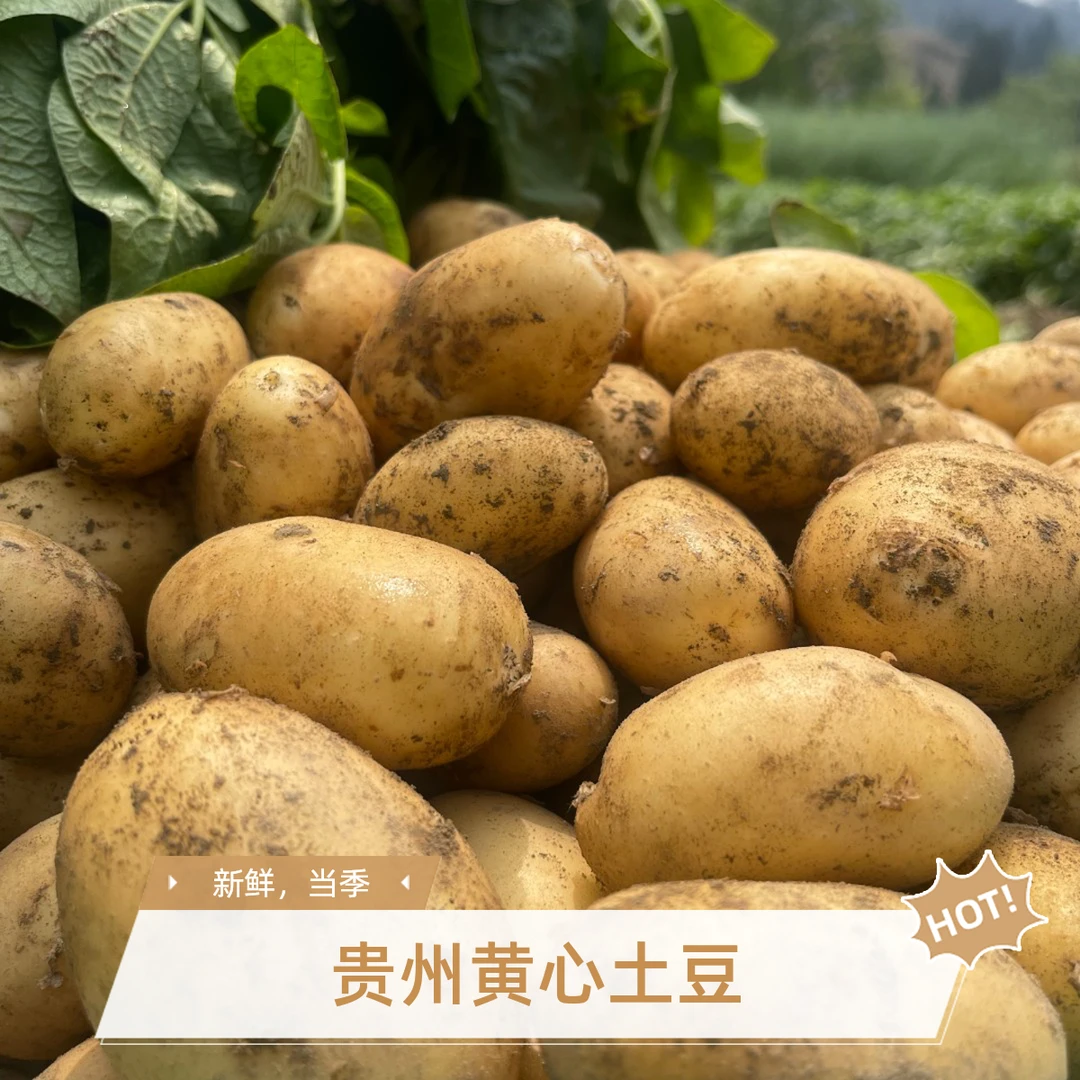 贵州黄洋芋黄心土豆黄皮黄心土豆当季新鲜现挖包邮