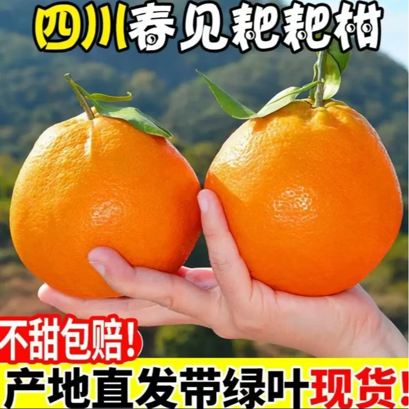 四川春见耙耙柑4.5/8斤