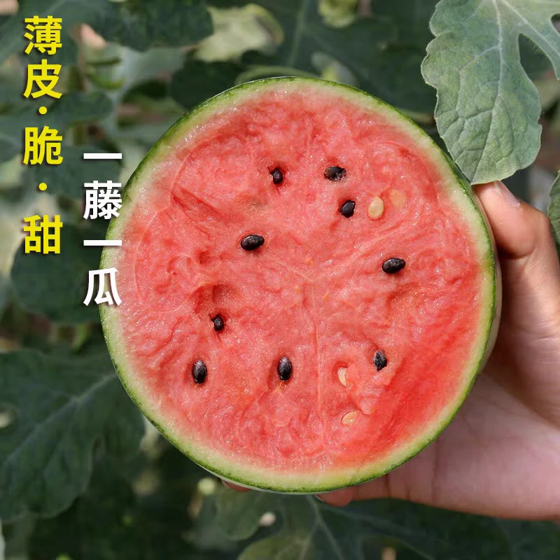 【惠邻市集超市小时达】北京庞各庄吊秧小西瓜1.5斤～2斤/个北京市