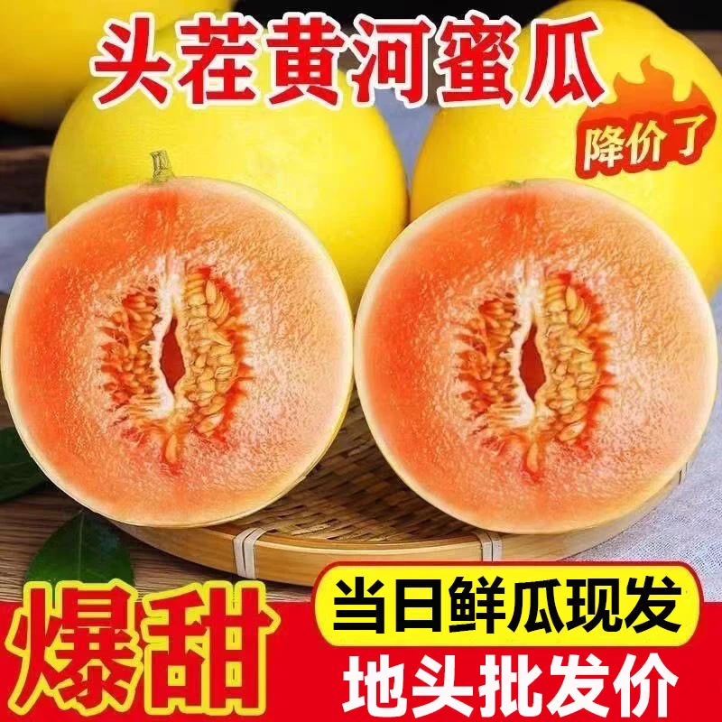 甘肃民勤蜜瓜沙漠蜜瓜金红宝香甜水果果园现摘现发整箱发货