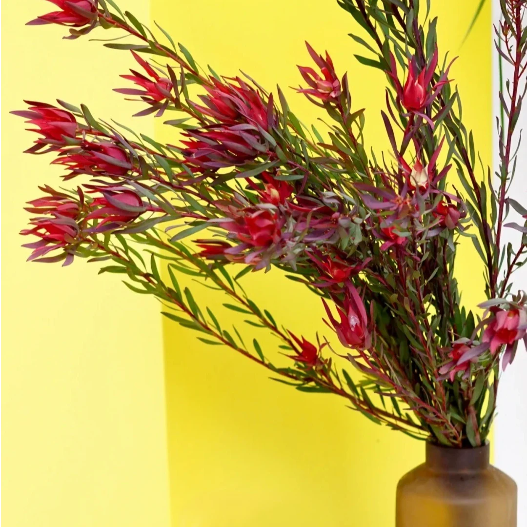 【我种花】多头火焰木百合红色室内家居氛围感瓶插鲜切花云南直发