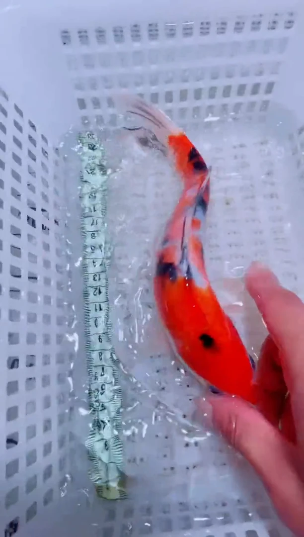 锦鲤锦鲤一物一拍包邮40