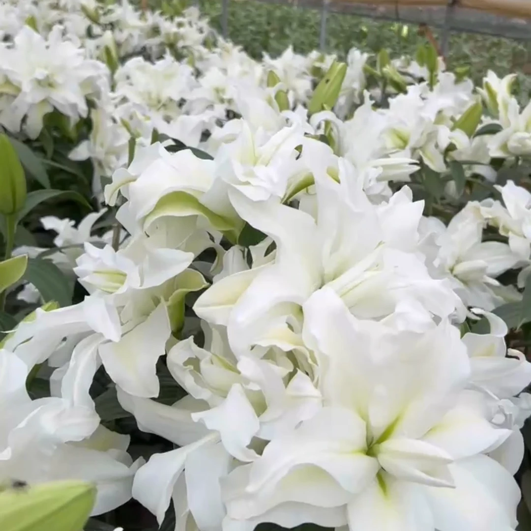 艾莎 香水百合 种球