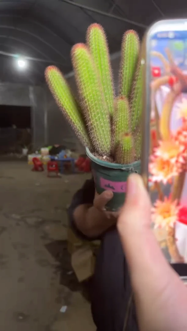 大本 多头 黄金妞【带根】