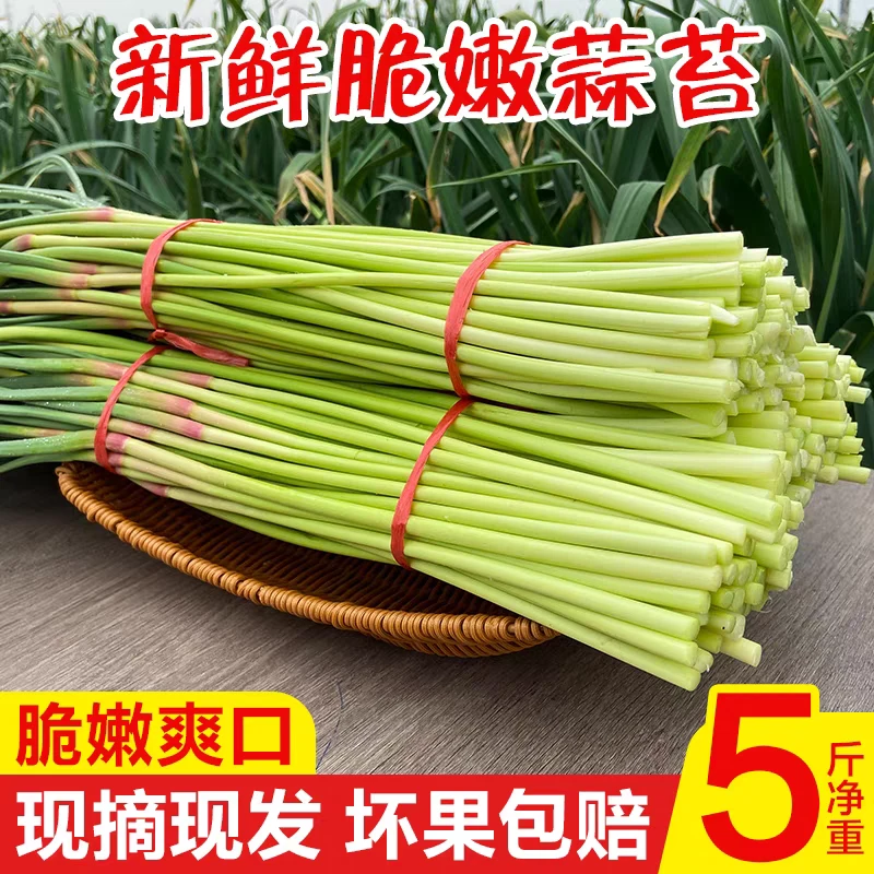 【2025年红帽短蒜苔】当天采摘新鲜脆嫩新红帽短蒜苔当季蔬菜5斤