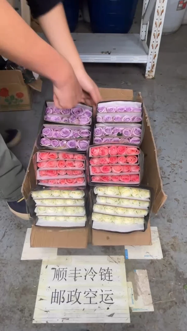 骄傲20枝+戴安娜20枝+海洋之歌20枝