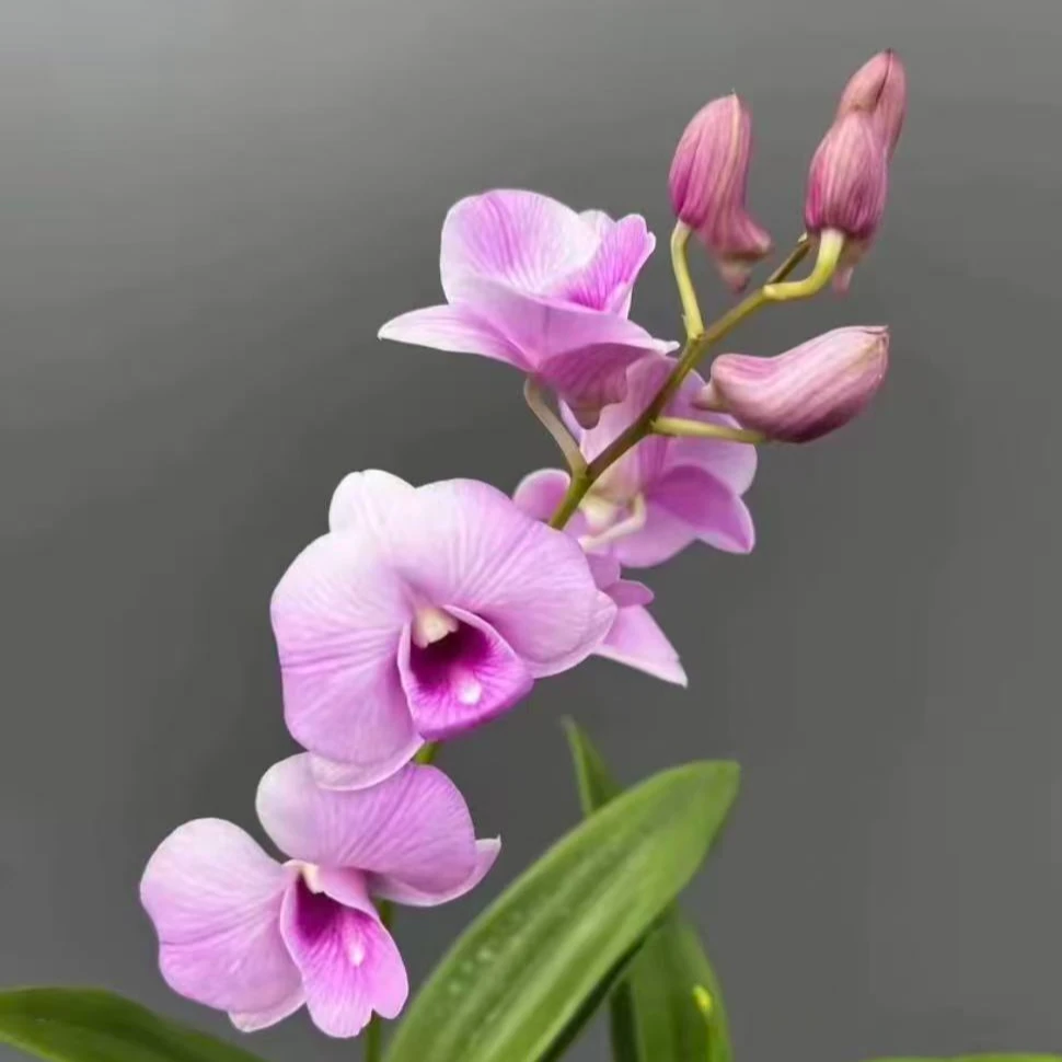 安娜石斛兰秋石斛带花带花苞发货