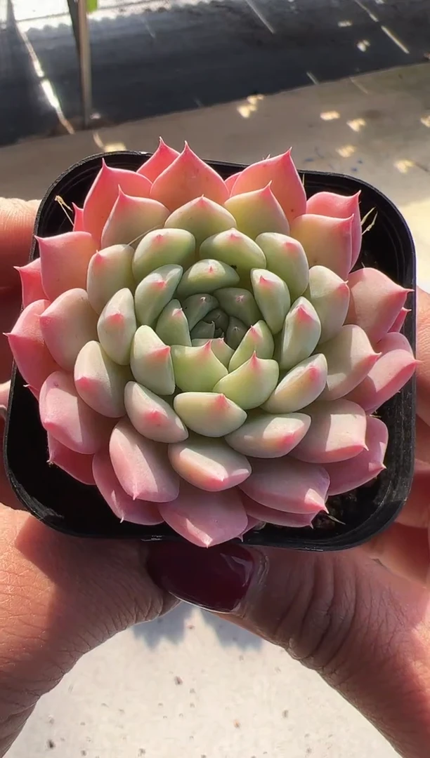 【闪购商品】吉光梦-2