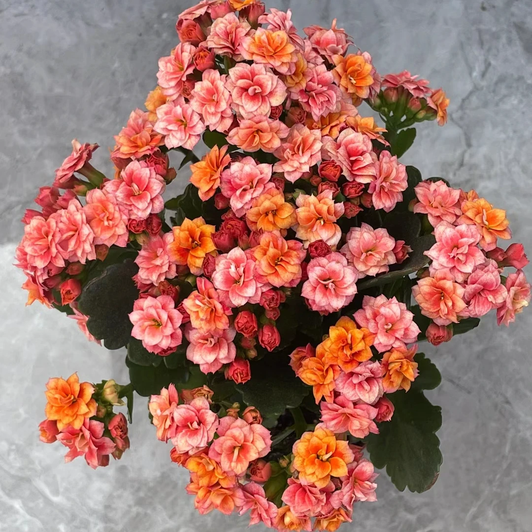 【烟花】~稀有品种 大花苞