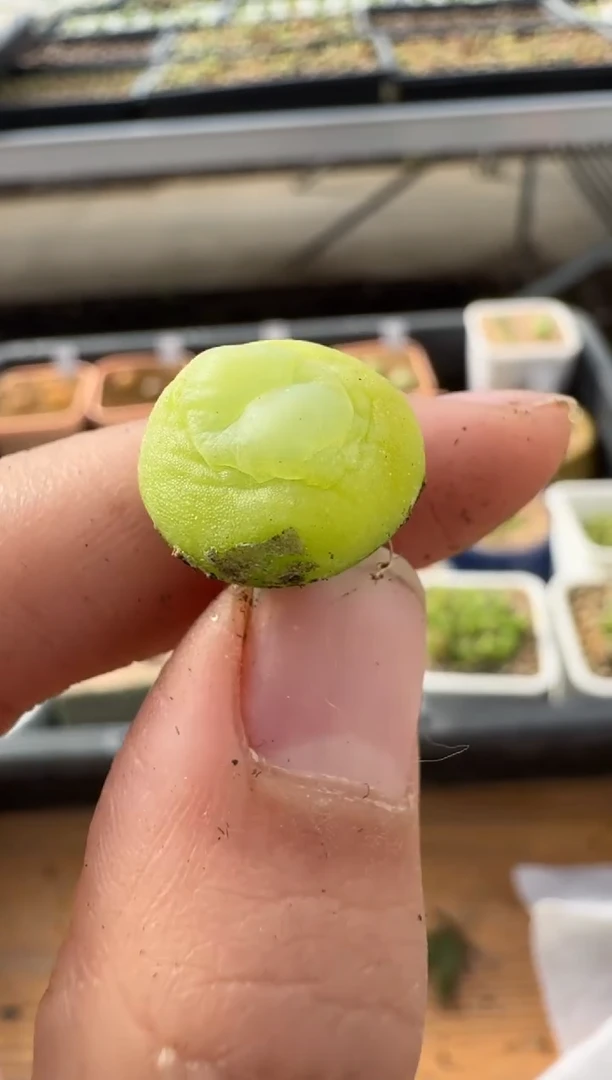 【闪购商品】2.5-99