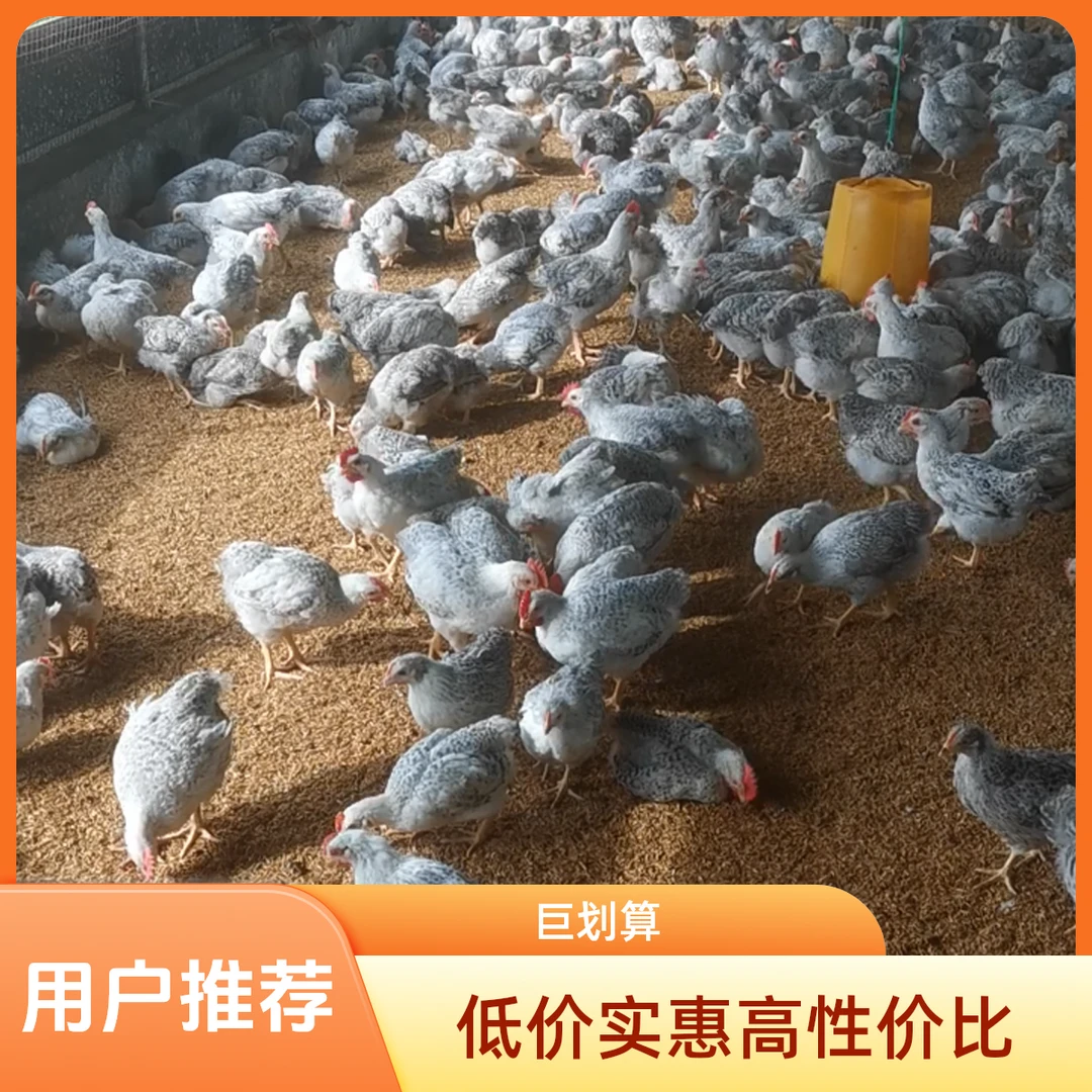 半斤白芦花散养笼养圈养农村