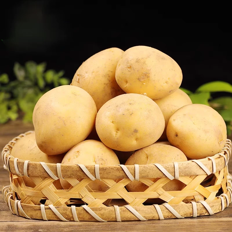农家自种土豆新鲜黄心沙地马铃薯河南现挖现发优质手工土豆