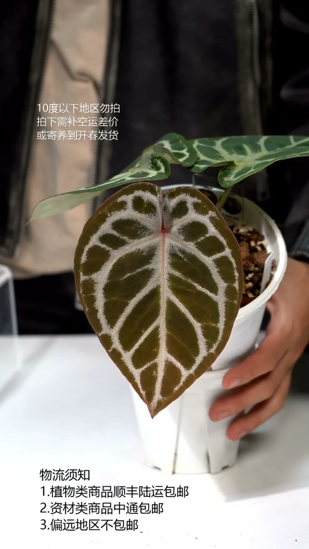 完全开放有氧K红