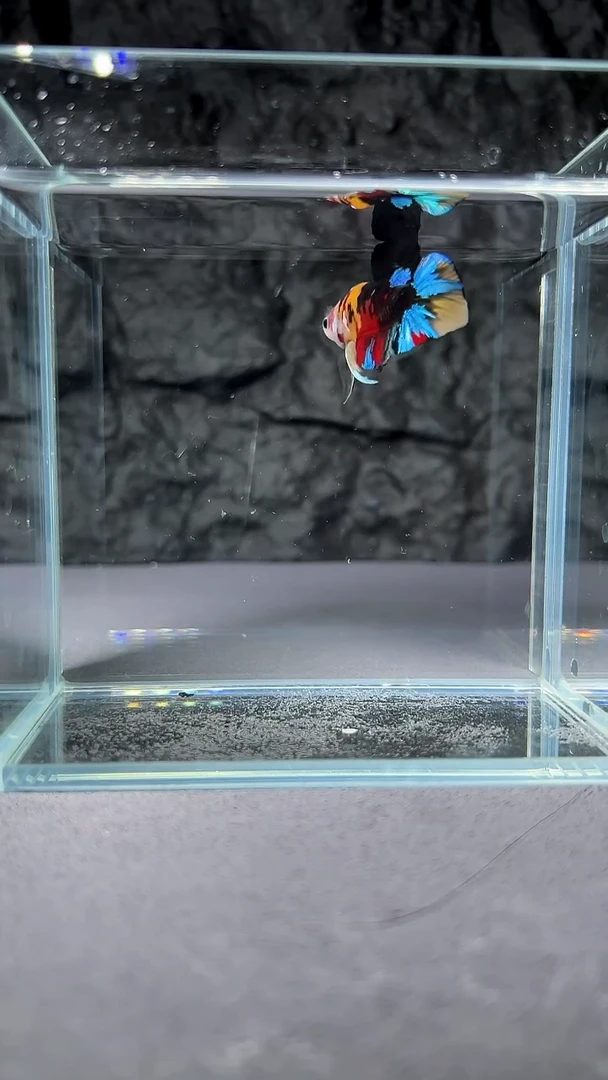 斗鱼竞拍链接102