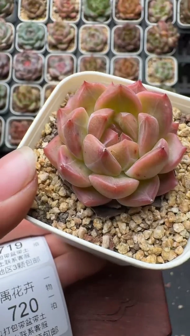 718带盆土发 当场拍3颗以上包柚 多肉植物 一物一拍