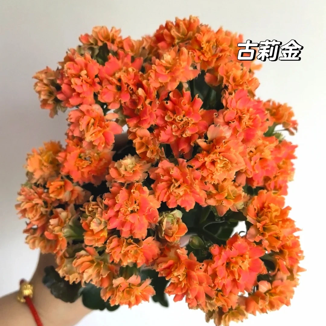 （古莉金110盆）基地直发长寿花  稀有大花品种  室内懒人花