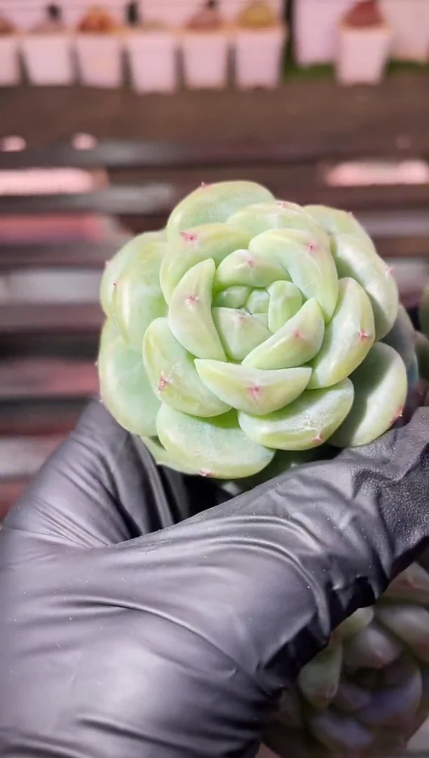 33-83 新鸿蒙3-4厘米量拍发一颗