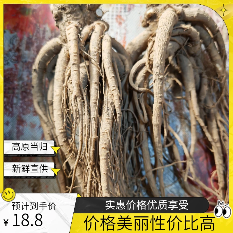 甘肃高原自家种的新鲜当归