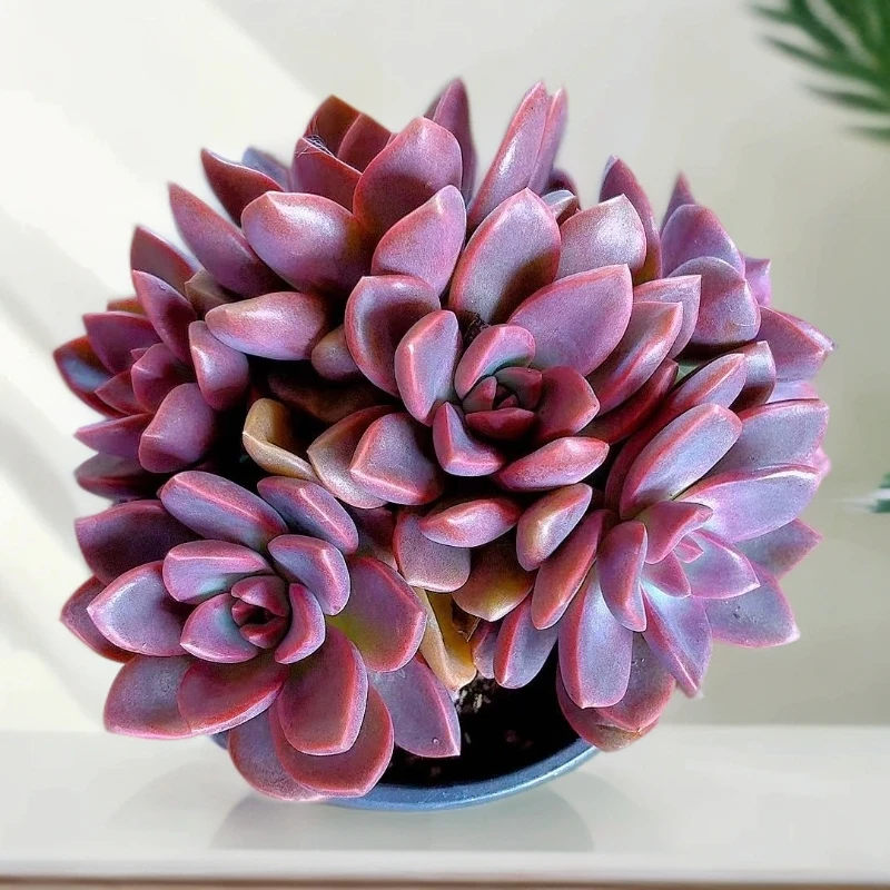 【赫菲斯托杂】【满9.9包邮】星花怒放阳台露台办公多肉植物栽种养