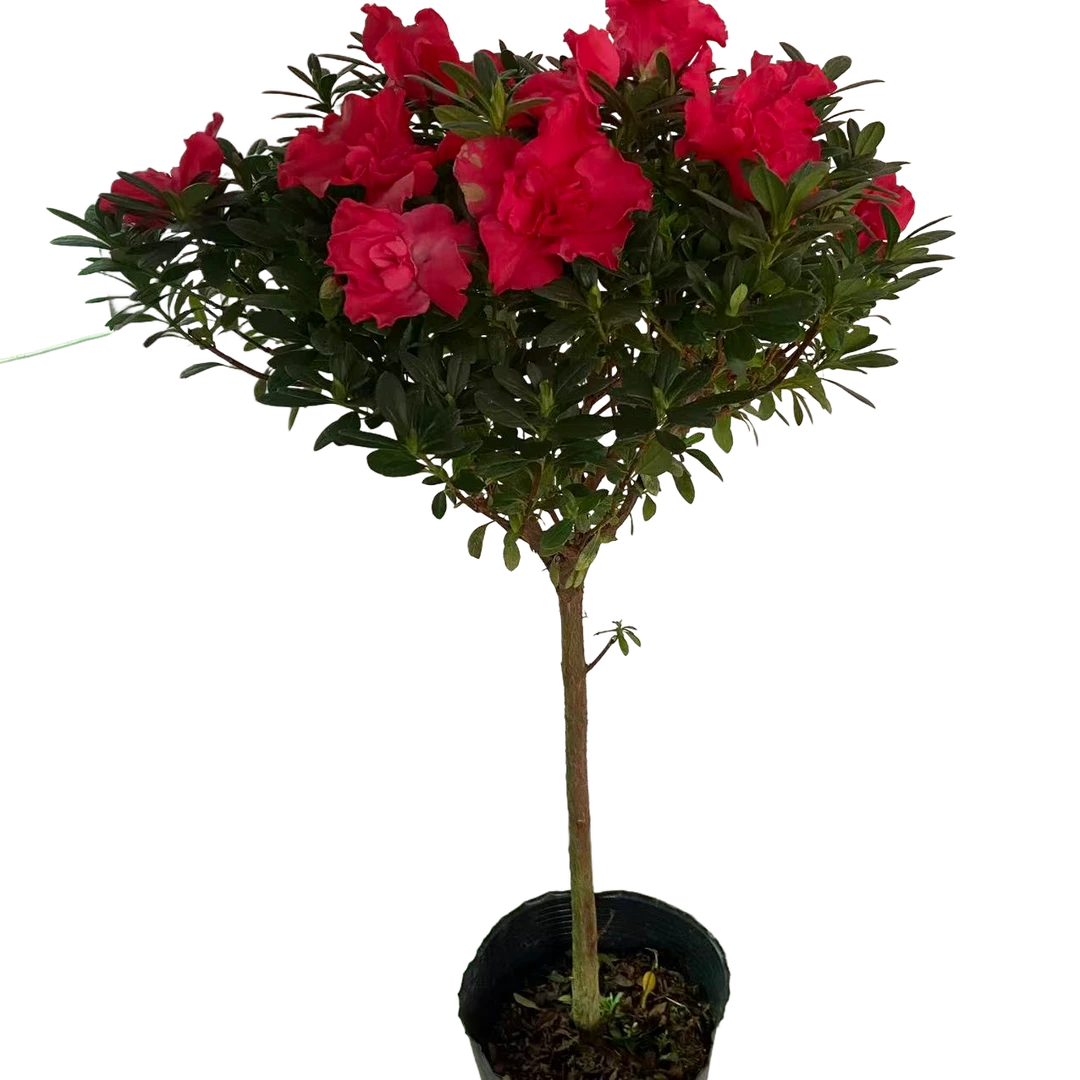 高杆棒棒糖色杜鹃高月鹃杜鹃原生老桩带花苞发货 四季开花 盆栽