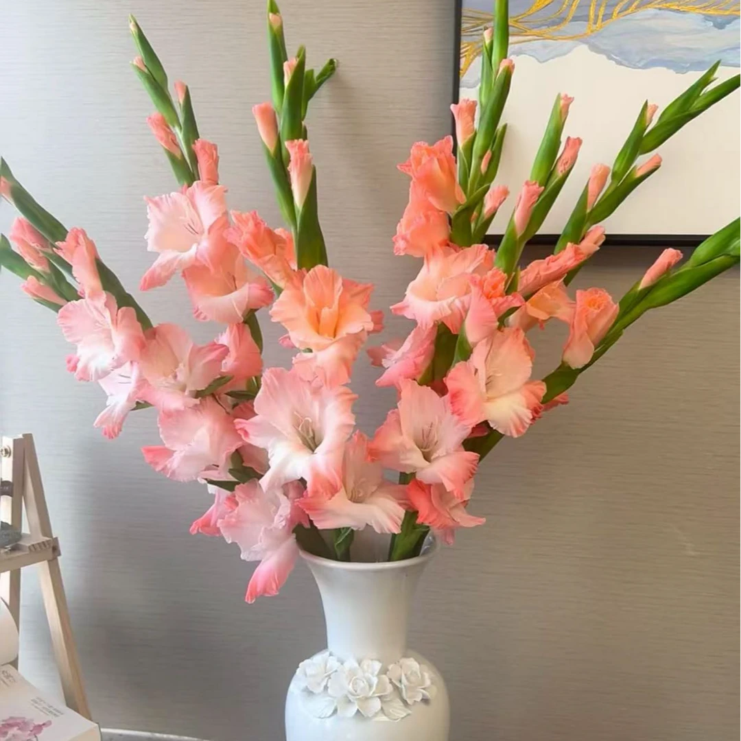 【福利剑兰】阳光粉剑兰鲜花节节高基地直发新手养护花期长