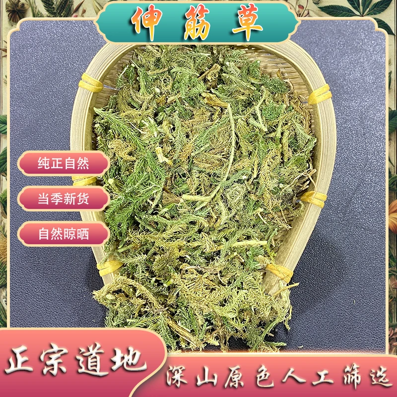 伸筋草 中药材色绿新货 野外采收 石松伸筋草另有鱼腥草
