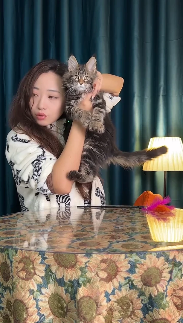 缅因棕虎斑缅因弟弟