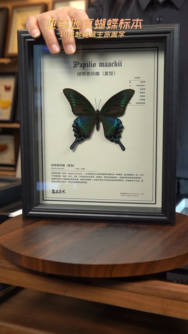 绿带翠凤蝶夏型10寸框中文版