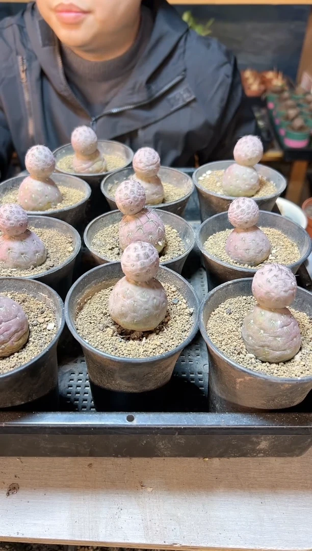 【闪购商品】雪人习自野3.5公分