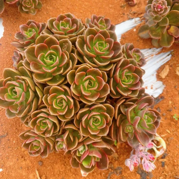 巧克力2颗 好种好养 瑕疵不售后 多肉绿植园艺种植多肉办公室