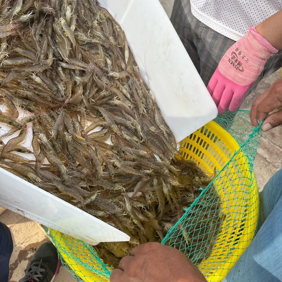 海虾盐汪虾鲜活速冻 保鲜不保活 每斤30-35条 3斤-10斤顺丰包邮!