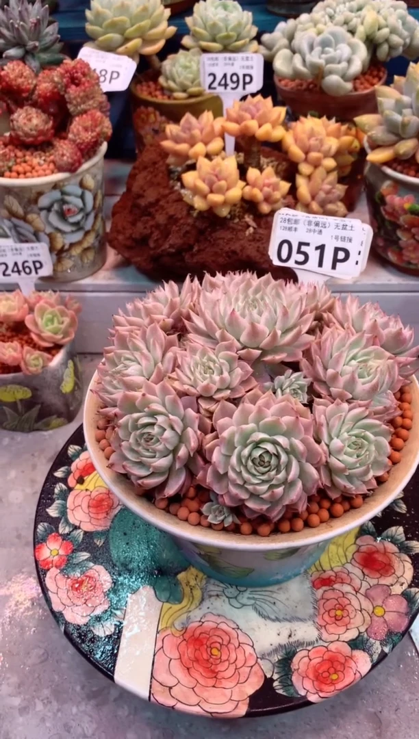 玛格丽特锦051P（一物一拍，精品多肉，所见即所得 ）