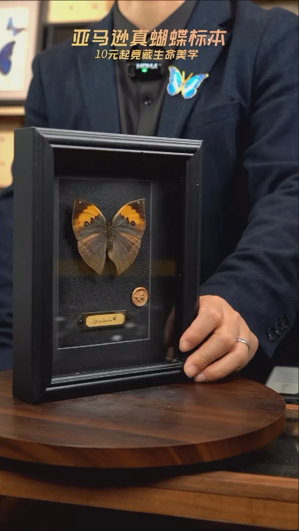 枯叶蝶新版本黑框