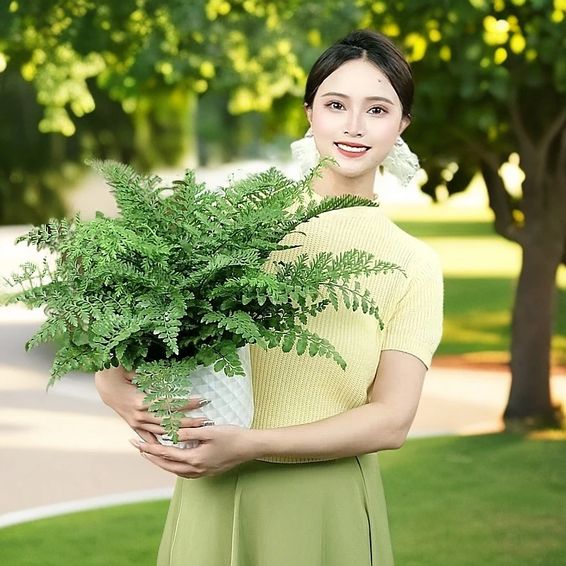 超大盆吉姆蕨类植物室内耐阴好养易活四季常青观叶土培绿植盆栽花