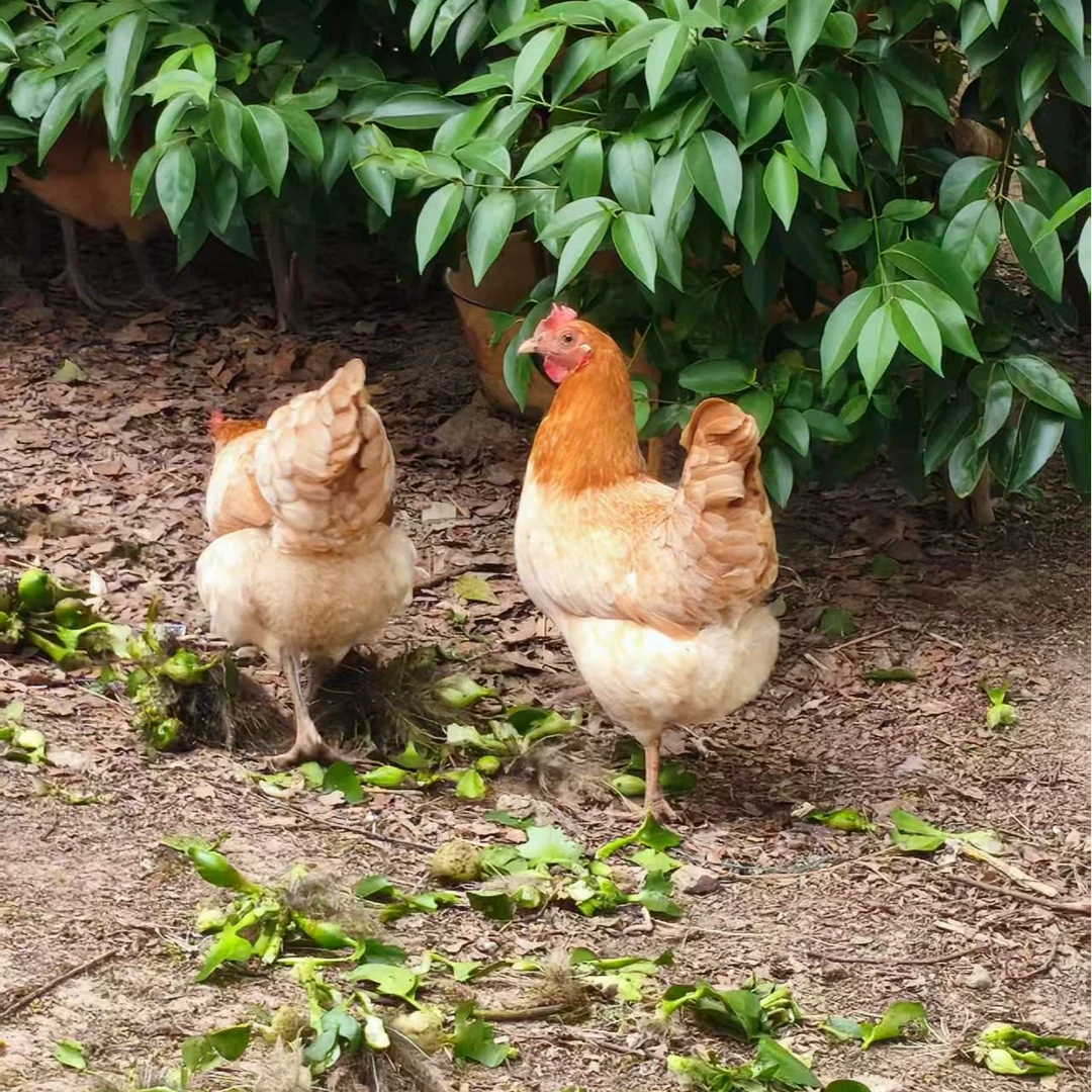 （书记四人寻专属）汤池山林散养母鸡