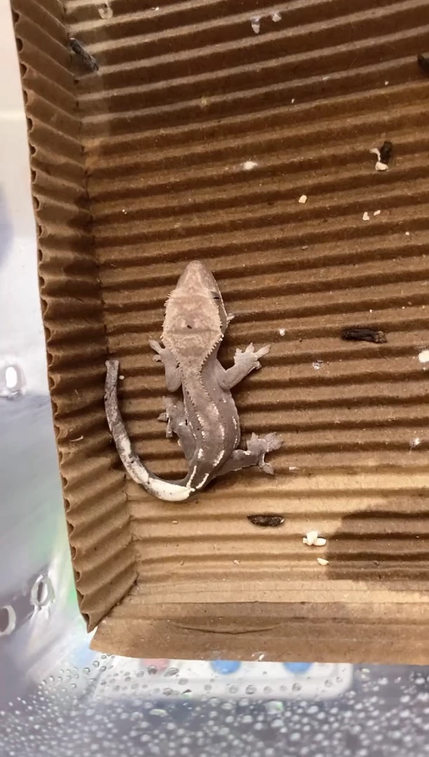 肥尾守宫鳞与尾 Scale Tail 爬宠