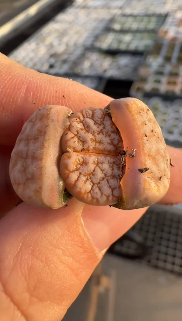 【闪购商品】3-94.