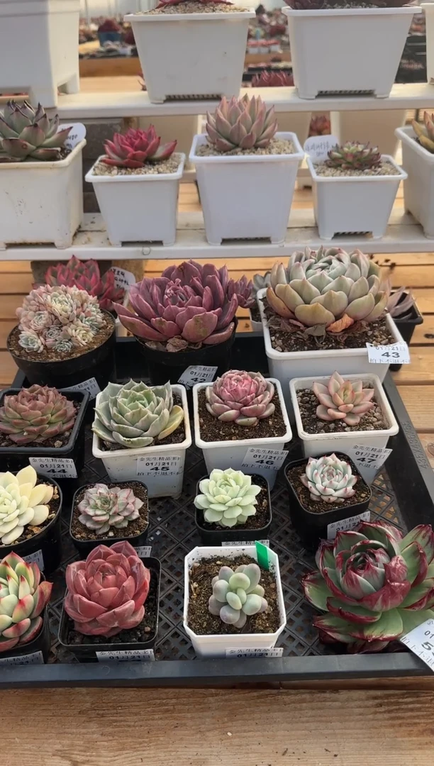 【闪购商品】0121-56漂亮玛利亚锦106颗（桃花