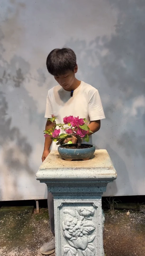 无花朵晨?三角梅专场一物一拍48