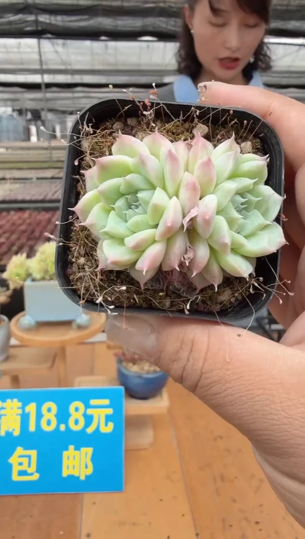 东云多肉园二店-96