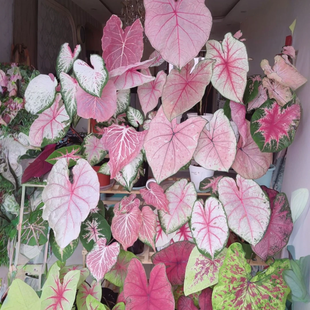 【直播间一物一拍链接】彩叶芋热带植物盆栽自选品