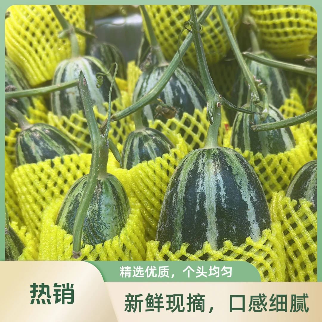 都乐博洋甜瓜19.9四斤
